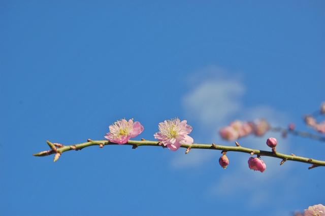 ひな祭り　桃花の写真