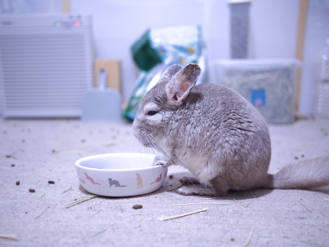 チンチラ　エサ食べてる画像 