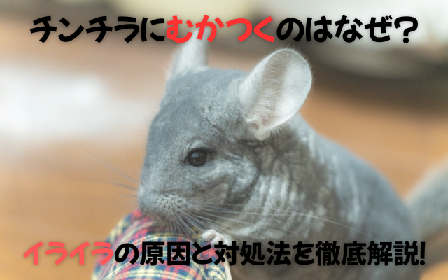 チンチラにむかつくのはなぜ？イメージ画像